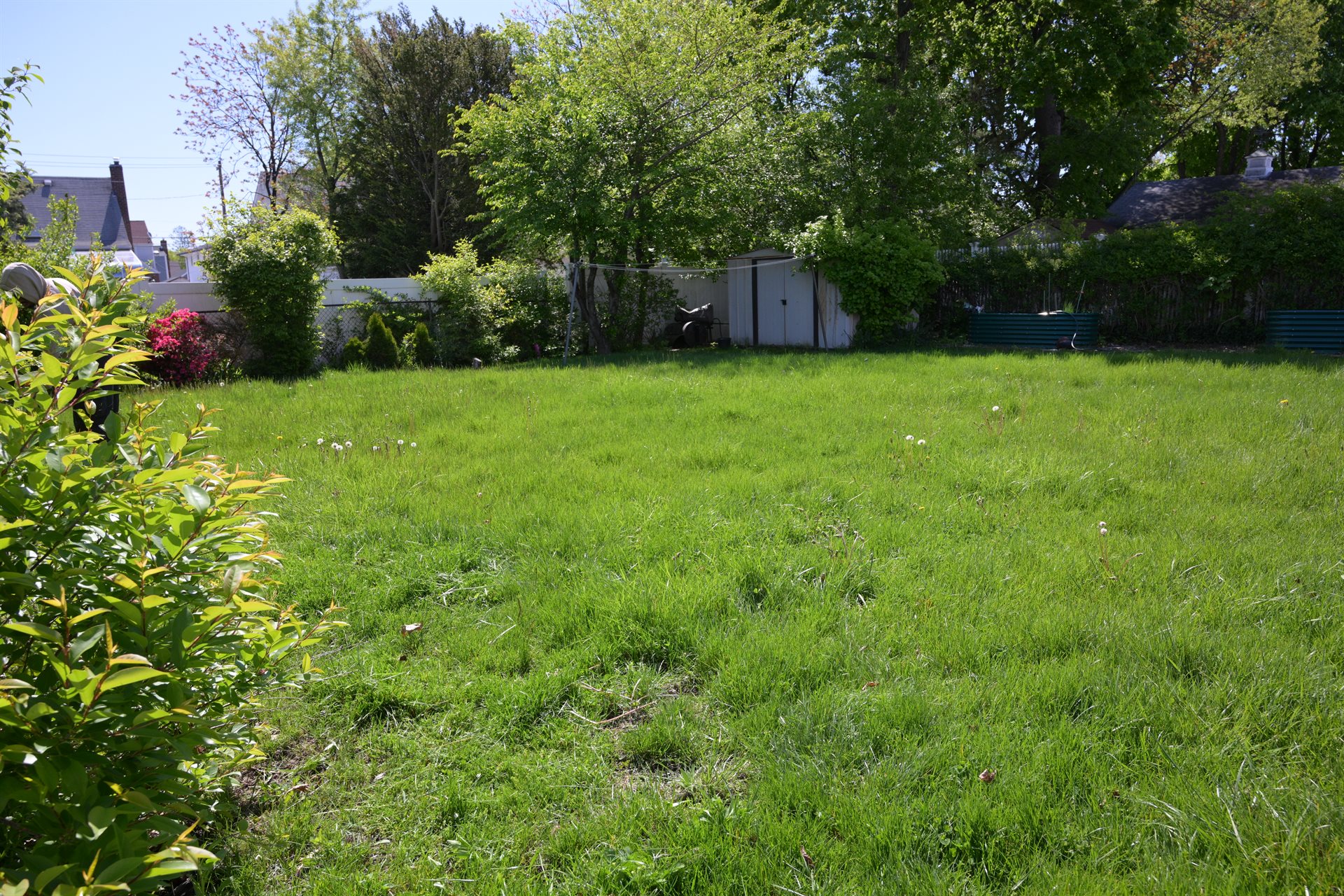 Backyard with knee-high overgrown grass before Just Clean Lots mowed it
