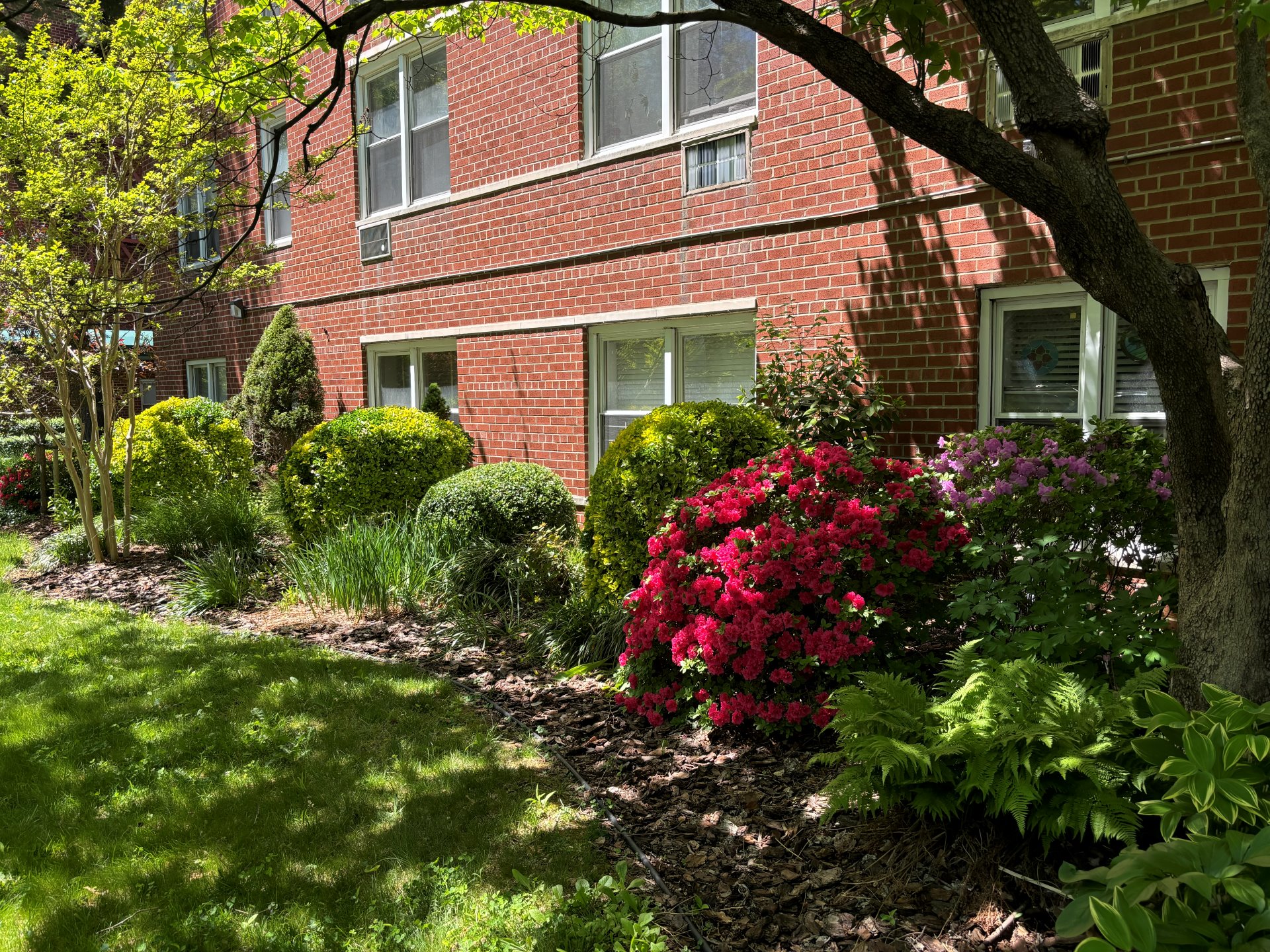 Spring azalea bed in full bloom outside a brick building