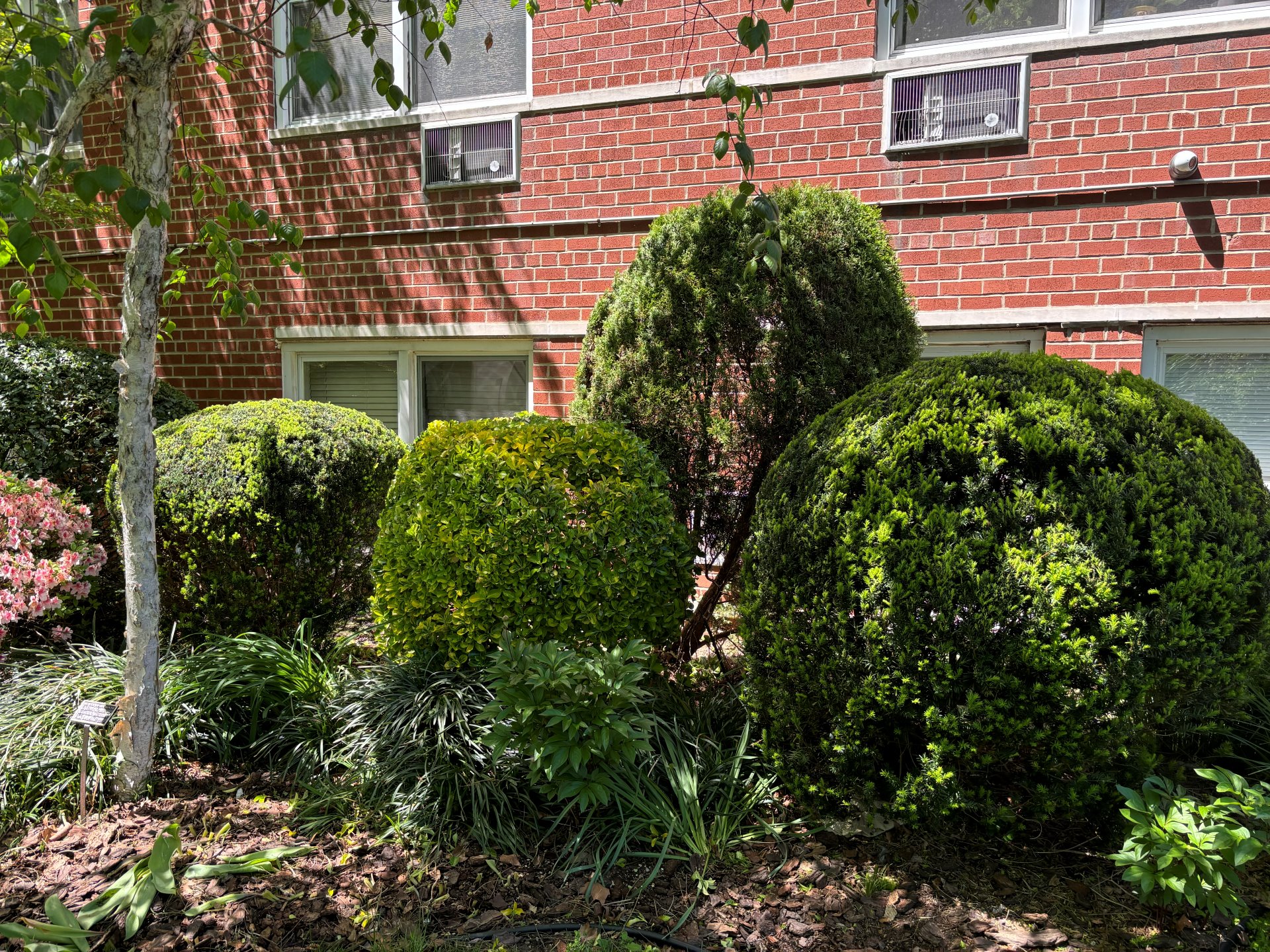 Manicured boxwood topiaries against red brick building