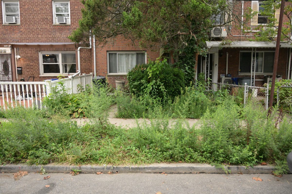 Overgrown residential yard before JCL cleanup